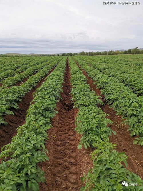 組培室生產規模如何確定