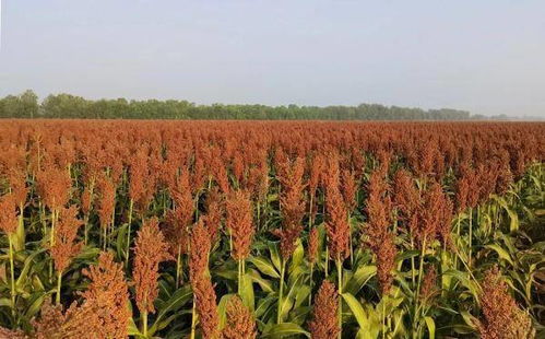 看 黃河三角洲鹽堿地里不斷種出高產作物